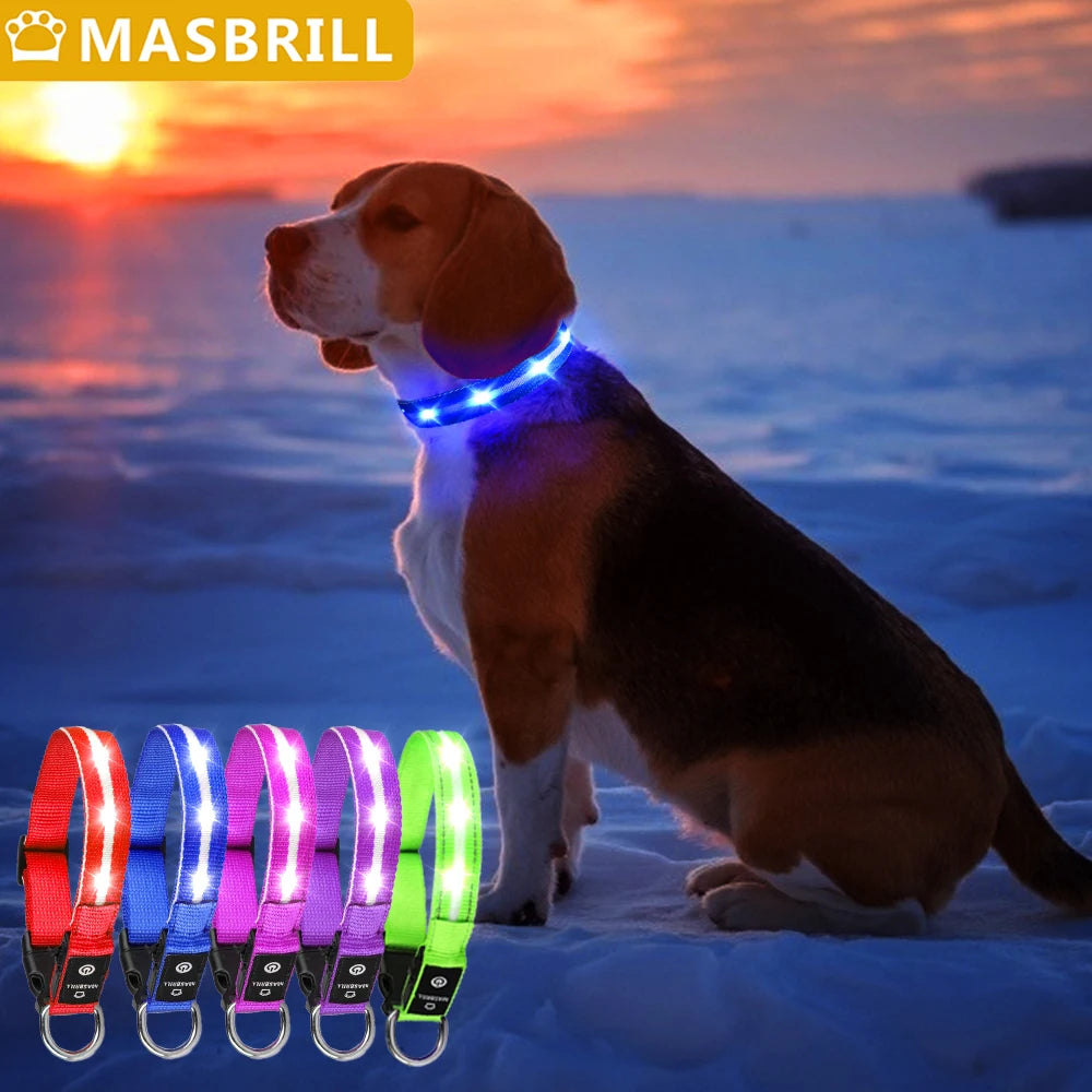 Light Up Dog Collar Waterproof USB Rechargeable - Bark & Meow Emporium