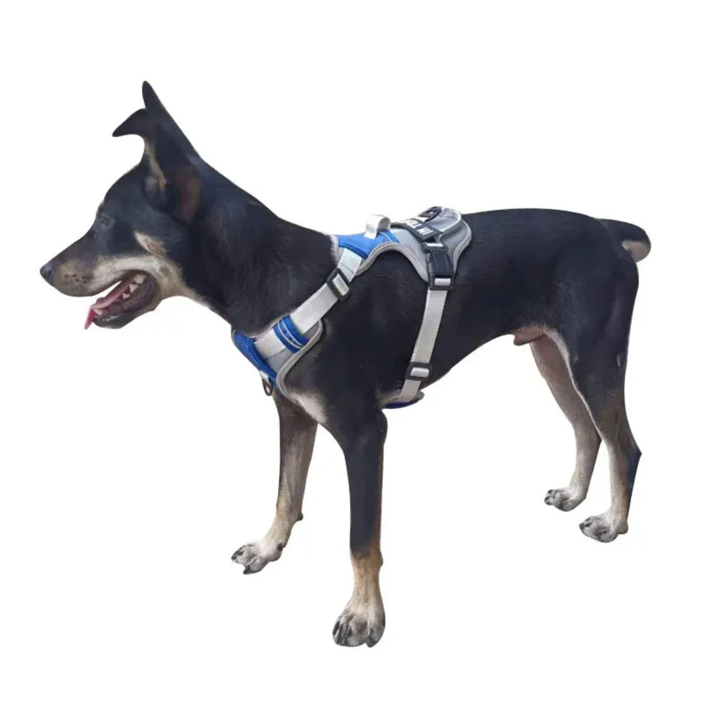 New Breathable Reflective Personalized Nylon Adjustable Dog Harness Vest for Medium and Large Dogs with Leash - Bark & Meow Emporium