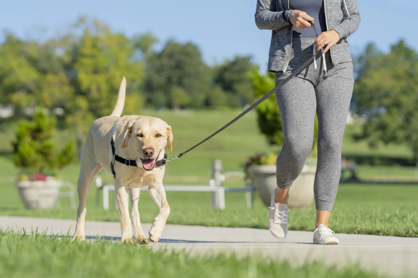 Easy Walk Leashless Dog Training Harness Medium Charcoal Gray - Bark & Meow Emporium