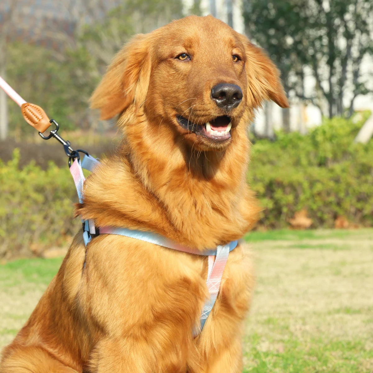 New Comfortable and Stylish Vibrant Pet Harness Set with Leash - Bark & Meow Emporium