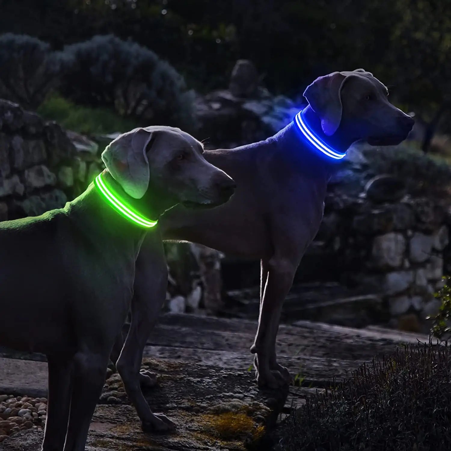 Rechargeable Dog Collar 100% Waterproof Glow in the Dark - Bark & Meow Emporium